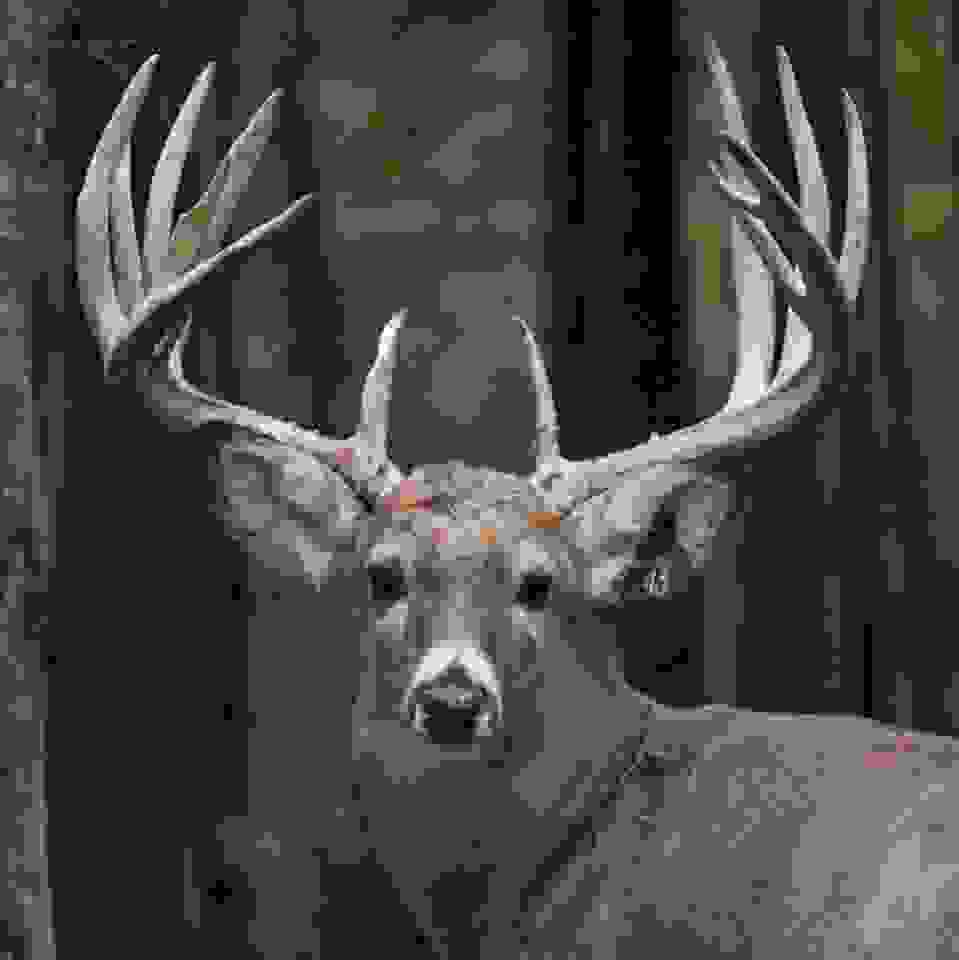 Hutchinson Rack Attack Hunt, Whitetail Deer